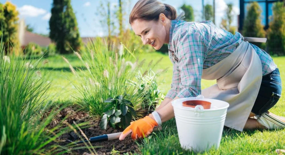 Verdezza: Servicios Premier para el Cuidado de Plantas de Jardín 